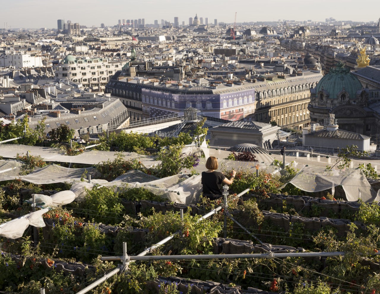 Do you know the rooftop garden of Galeries Lafayette Haussmann