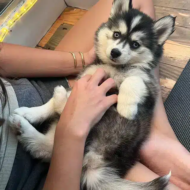 Puppy Yoga