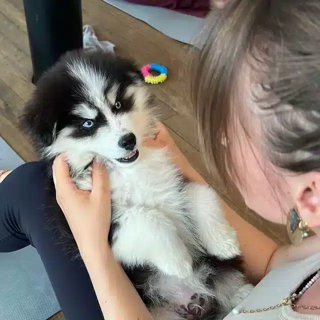 Puppy Yoga