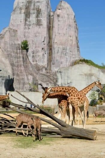 Zoo de Vincennes