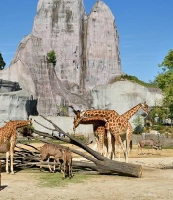Zoo de Vincennes