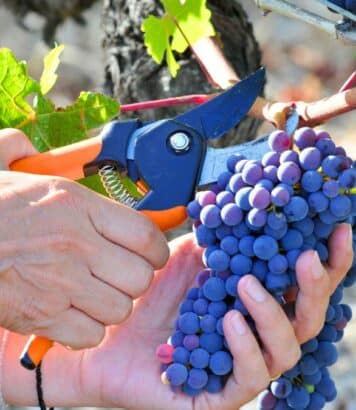 Fête des Vendanges de Gagny (93) : pressage de raisin, marché de producteurs et guinguette