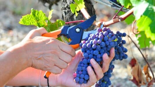 Fête des Vendanges de Gagny (93) : pressage de raisin, marché de producteurs et guinguette
