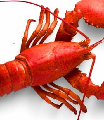 Jeff Koons x Bernardaud: homard en porcelaine à 102 000 €