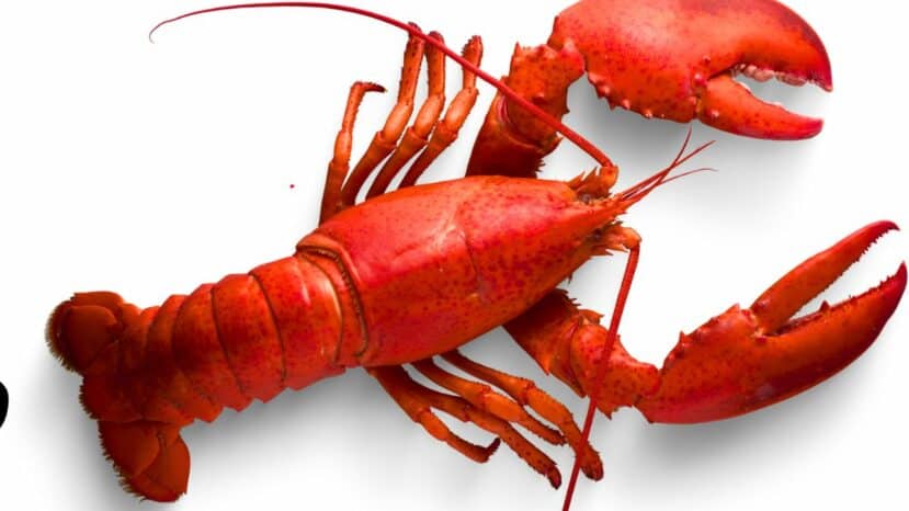 Jeff Koons x Bernardaud: homard en porcelaine à 102 000 €