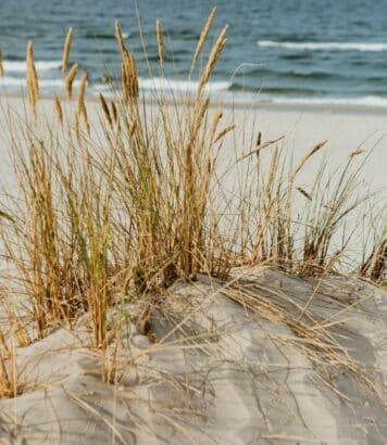 Dunes de sable blanc de Bretagne: parmi les plages les plus sauvages de France