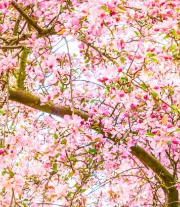 Cerisiers en fleur : huit adresses secrètes à découvrir sans réservation, loin du parc de Sceaux