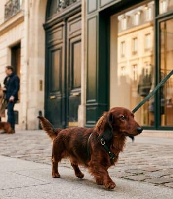 Que faire à Paris cette semaine : la marche des teckels et 50 sorties immanquables