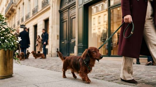 What to do in Paris this week: the dachshund parade and 50 unmissable things to see and do