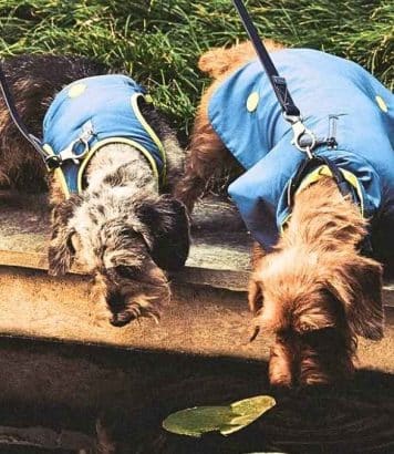 Giorgio Armani habille les chiens pour l'automne 2026