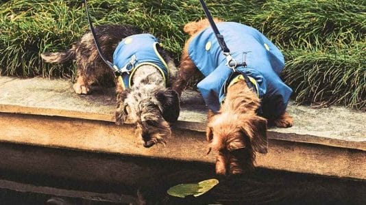 Giorgio Armani habille les chiens pour l'automne 2026