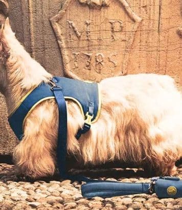 Giorgio Armani habille les chiens pour l'automne 2026