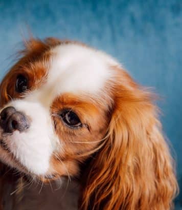 Kimpton St Honoré Paris relance le Doggy Brunch au Montecito chaque premier dimanche du mois