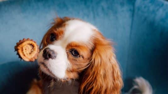 Kimpton St Honoré Paris relance le Doggy Brunch au Montecito chaque premier dimanche du mois