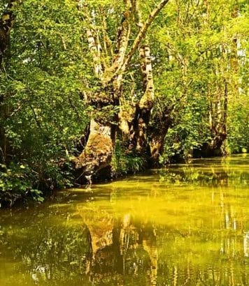 Canaux dorés et feuillages flamboyants : la Venise Verte à explorer en barque cet automne
