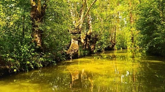 Canaux dorés et feuillages flamboyants : la Venise Verte à explorer en barque cet automne